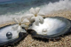 Perle naturali e perle coltivate bianche e scure per gioielli eleganti